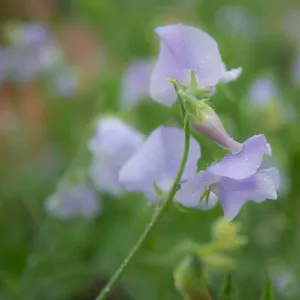 Sweet Pea Chelsea Centenary