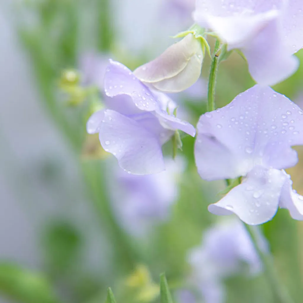 Sweet Pea Chelsea Centenary