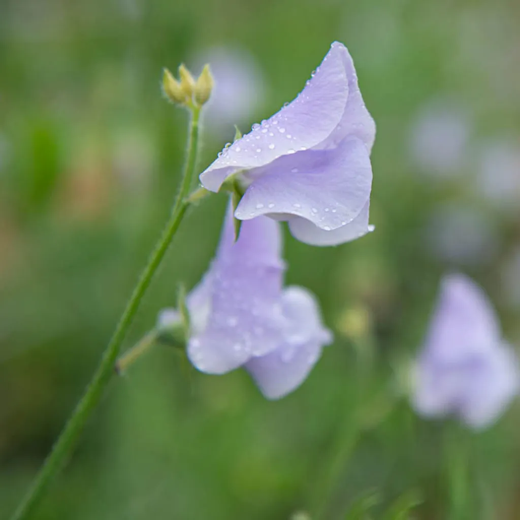 Sweet Pea Chelsea Centenary