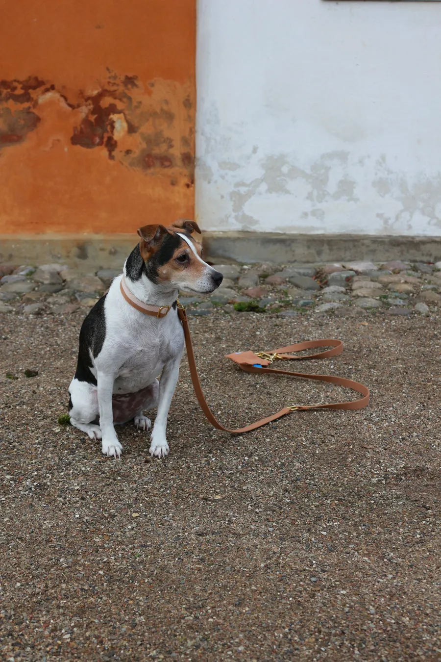 Tadazhi Classic Dog Lead