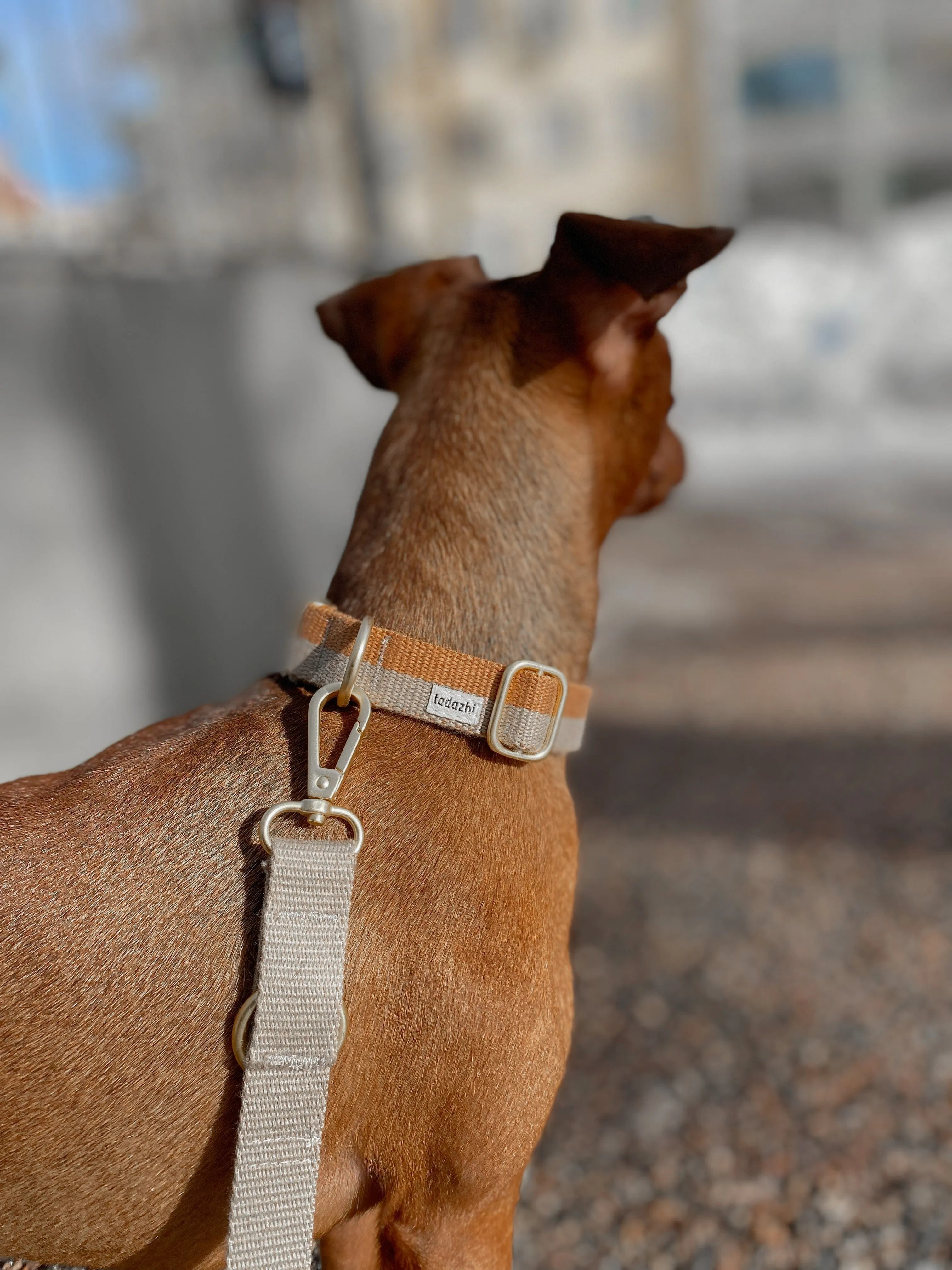 Tadazhi Classic Dog Lead